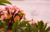 Frangipani overlooking Pittwater