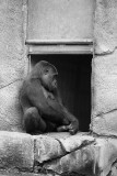 Gorilla in the window