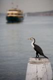 Cormorant with Manly ferry backdrop