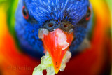 Rainbow lorikeet beak