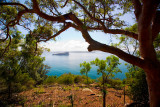 Broken Bay with Sydney red gum