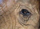 African elephants eye close