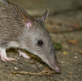 Long nosed bandicoot