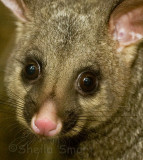 Portrait of a brushtail possum