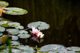 water lily at Giverny
