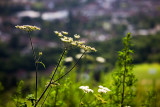 Weed with Dorking backdrop