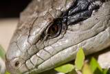 Blue tongue close