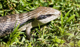 Blue tongue