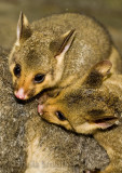 Twin brushtail possums