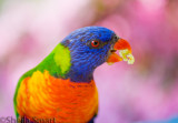 Rainbow lorikeet with azalea background