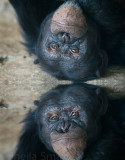 Chimp with reflection 