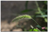 Natures Bottle Brush