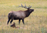 Elk Spike_2042.jpg