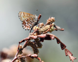 Eastern Pine Elfin - Callophrys niphon