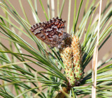 Eastern Pine Elfin - Callophrys niphon