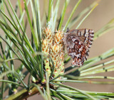 Eastern Pine Elfin - Callophrys niphon