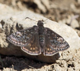 Wild Indigo Duskywing - Erynnis baptisiae