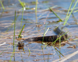 Northern Watersnake - Nerodia sipedon