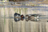 Green-winged Teal - Anas crecca