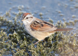 Swamp Sparrow - Melospiza georgiana 