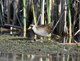 Sora - Porzana carolina