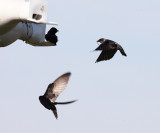 Purple Martin - Progne subis