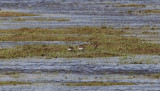 Least Sandpipers - Calidris minutilla 