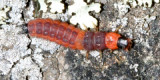 Collops tricolor  (larva)