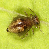 Allacma fusca