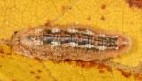 Syrphus sp. larva