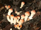 Hypholoma sublaterium