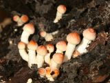 Hypholoma sublateritium