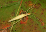 Narrow-winged Tree Cricket - Oecanthus niveus