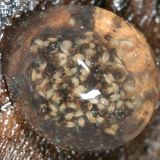 Limnephilid Caddisfly larvae