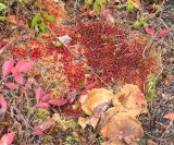 Northern Peatmoss - Sphagnum capillifolium