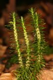  Shining Clubmoss - Huperzia lucidula 