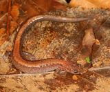 Red-backed Salamander - Plethodon cinereus