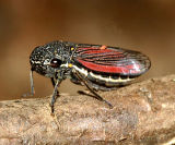 Leafhoppers genus Cuerna