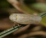 Black-faced Leafhopper - Graminella nigrifrons