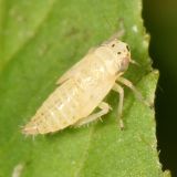 Macrosteles nymph