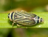 Leafhoppers genus Amblysellus