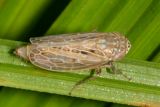 Leafhoppers genus Amplicephalus