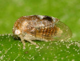 Cyrtolobus maculifrontis?