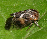 Ophiderma definita