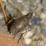 Scolops sulcipes (The Partridge Bug)