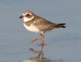 Semipalmated Plover - Charadrius semipalmatus