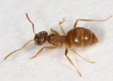 Lasius neoniger