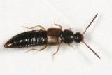 Atheta sp.