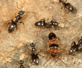 ant-hunting rove beetle - Myrmoecia lauta with Odorous ants