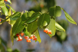 Euonymus fortunei